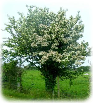 Hawthorn Hawthorn