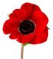 Royal British Legion poppy