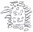 shereford.jpg (14601 bytes)