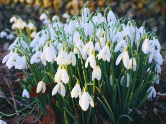 Snowdrops in Norfolk Snowdrops in Norfolk